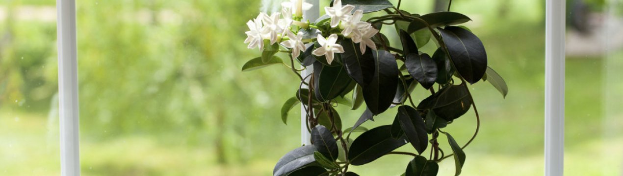 Найпопулярніші способи розмноження жасміну в домашніх умовах