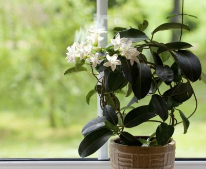 Найпопулярніші способи розмноження жасміну в домашніх умовах