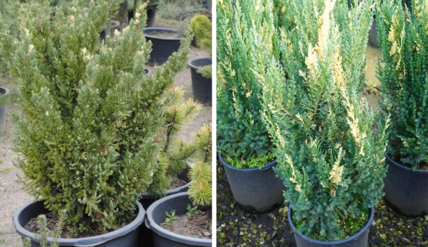 Можжевельник Стрикта Вариегата Можжевельник Стрикта Вариегата