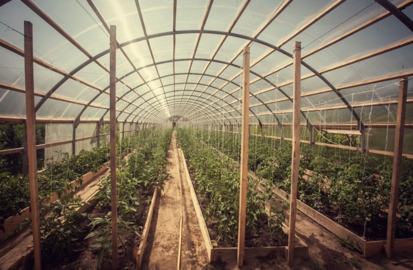 Іран робить ставку на теплиці