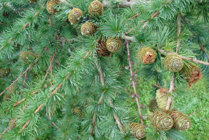 Сибірська ялиця