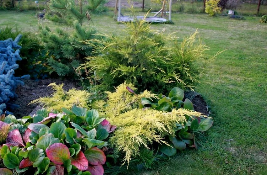 Можжевельник в ландшафтному дизайні Можжевельник в ландшафтному дизайні