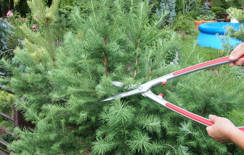 Обрізка листвениці