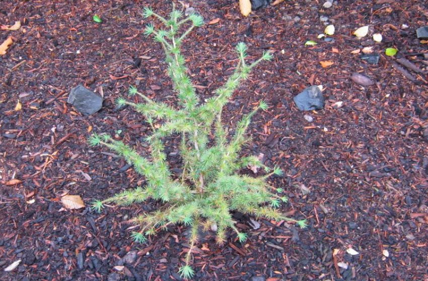 Піраміда Якобсена