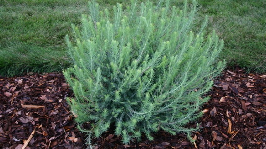 Блу Спарклер