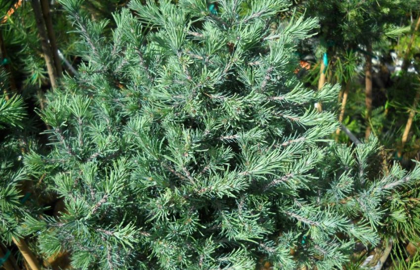 Дебора Ваксман