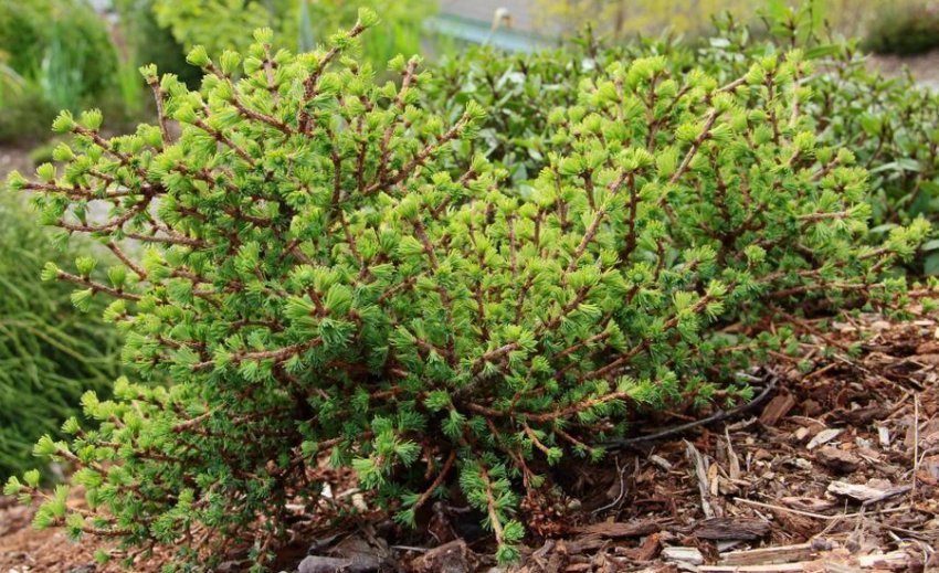 Ньюпорт Б'юті