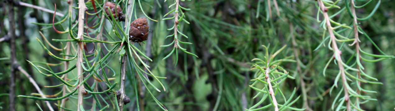 Смерека плакуча: посадка та догляд