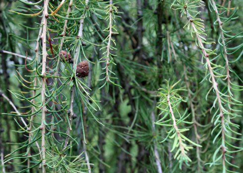 Смерека плакуча: посадка та догляд