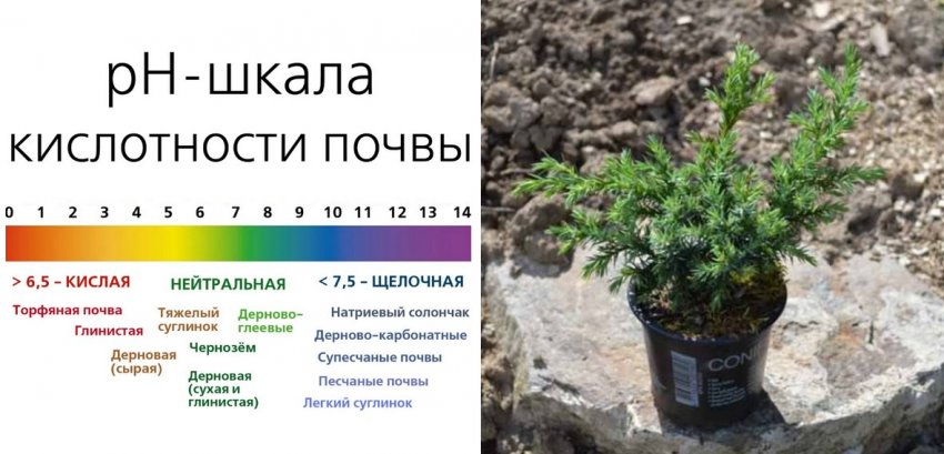 Місце посадки можжевельника Місце посадки можжевельника