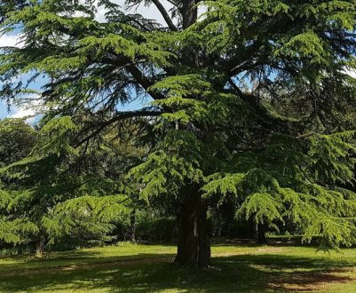 Що робити, якщо кедр стає жовтим і в'яне? Причини