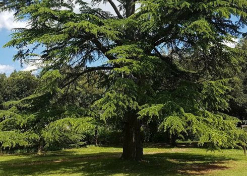 Що робити, якщо кедр стає жовтим і в'яне? Причини
