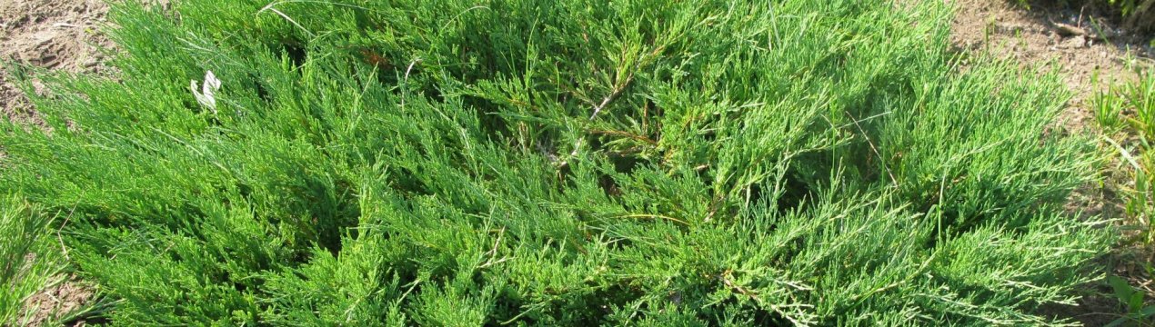 Описание можжевельника Мас, посадка и уход