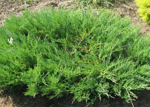 Описание можжевельника Мас, посадка и уход