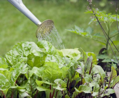 Особливості підживлення і поливання буряків в липні та серпні