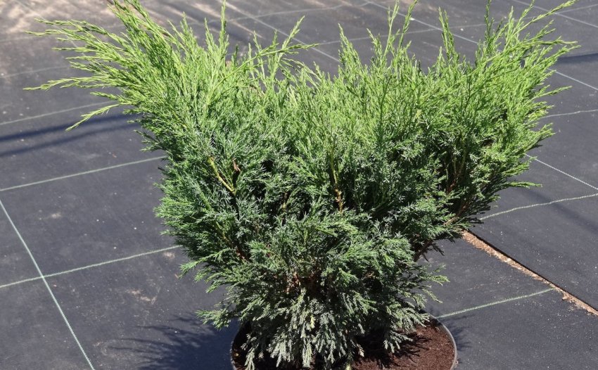 Саженец можжевельника Мас Саженец можжевельника Мас