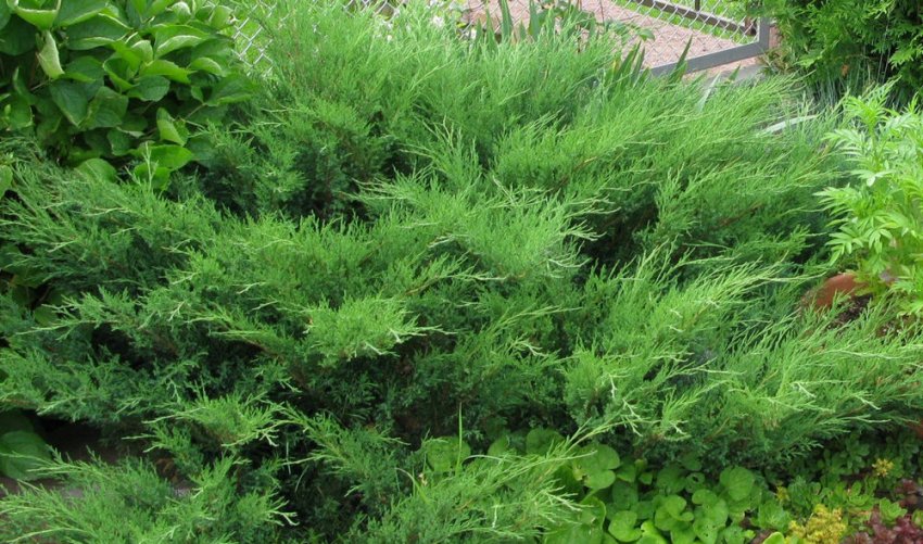 Можжевельник Мас Можжевельник Мас