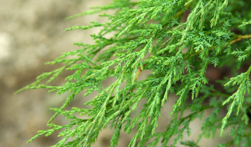 Хвоя можжевельника Мас Хвоя можжевельника Мас