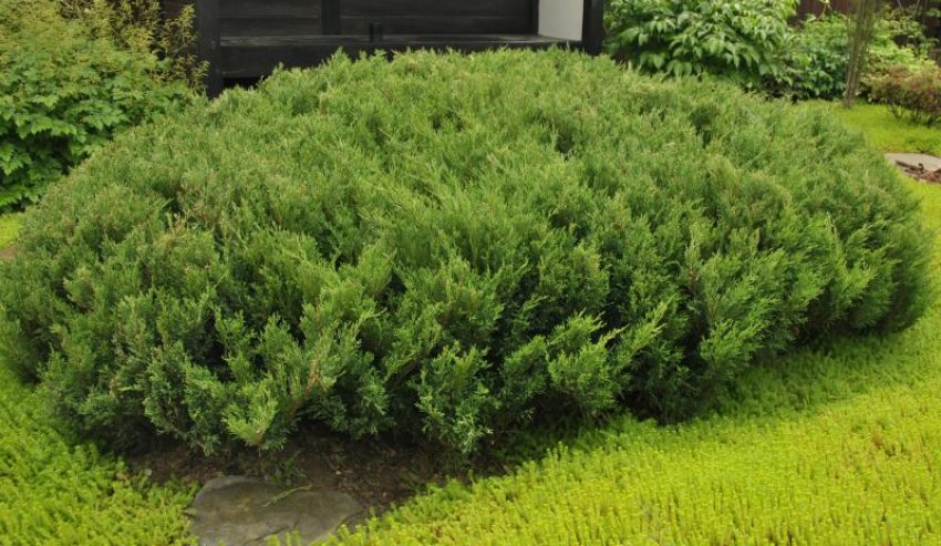 Можжевельник казацкий Мас Можжевельник казацкий Мас