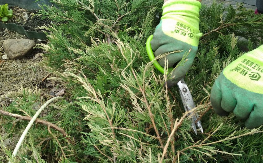 Обрезка можжевельника Обрезка можжевельника