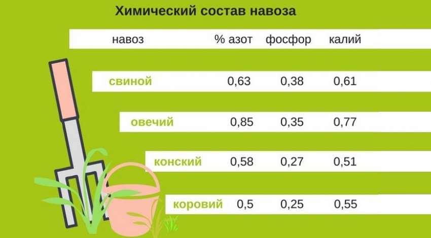 Состав навоза Состав навоза