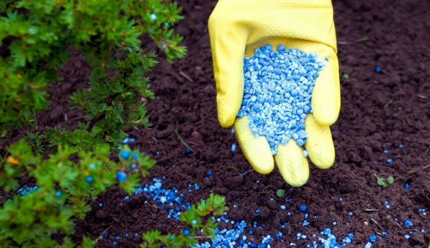 Удобрение можжевельника Удобрение можжевельника