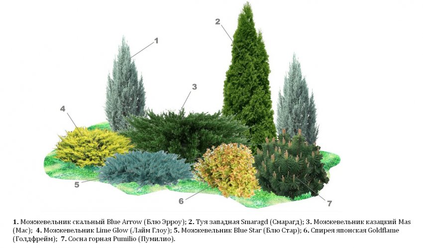 Композиция с можжевельником Мас Композиция с можжевельником Мас