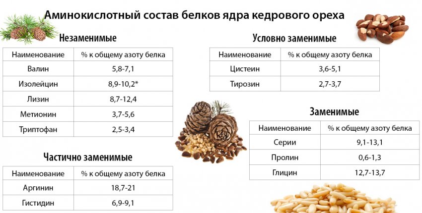 Аминокислотный состав кедрового ореха