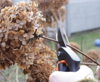 Обрізка гортензії восени для початківців