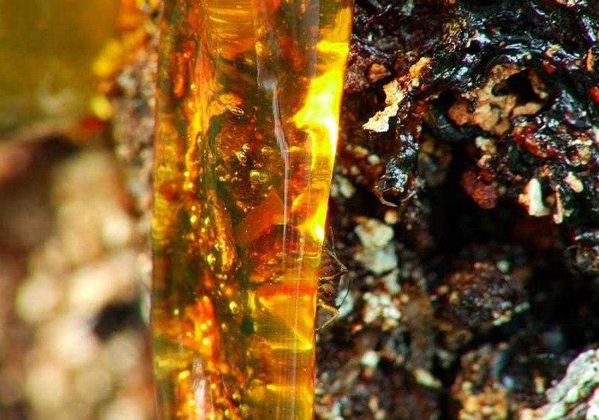 Кедрова смола Кедрова смола