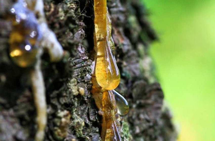 Кедрова смола Кедрова смола