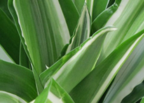 Драцена «Компакта»: опис, розмноження, вирощування і догляд в домашніх умовах