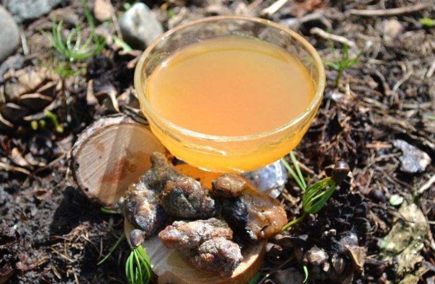 Заготовка кедрової живиці Заготовка кедрової живиці