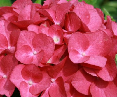 Описание гортензии Хот Ред, посадка и уход