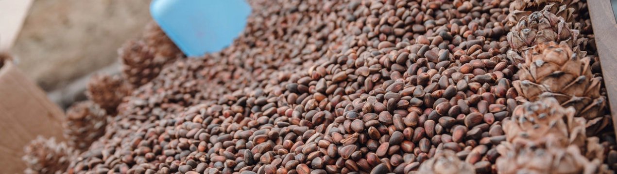 Сезон і правила збору кедрового горіха в Кемеровській області