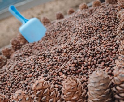 Сезон і правила збору кедрового горіха в Кемеровській області