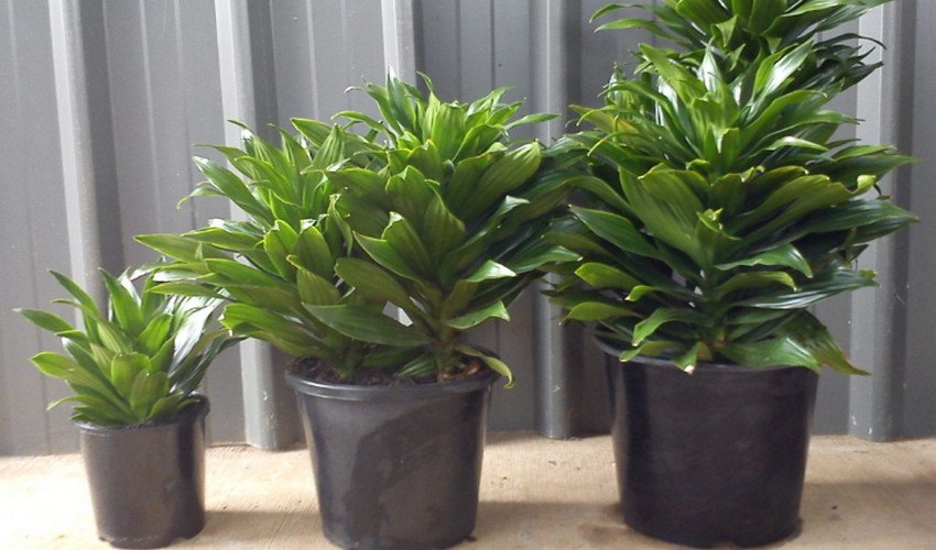 Драцена Компакта