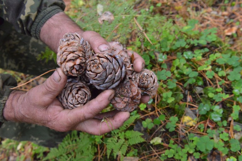 Збір кедрових шишок