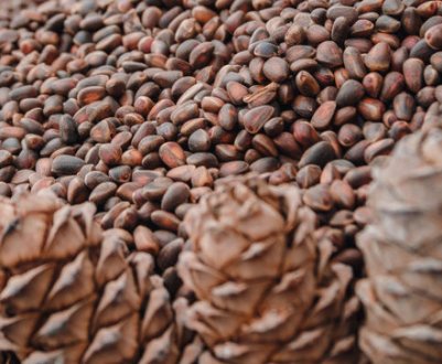 Як правильно сушити кедрові шишки