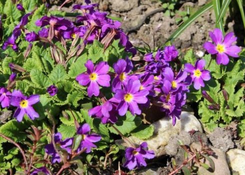 Відтінності догляду за примулою після цвітіння