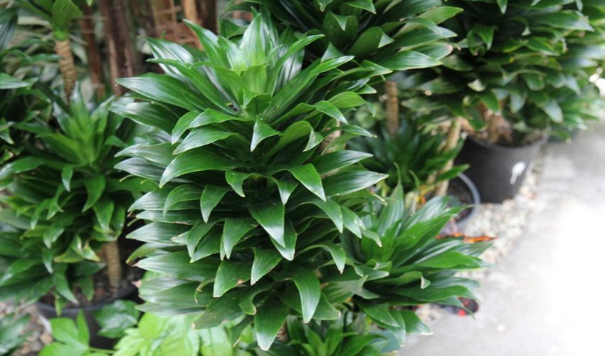 Драцена Компакта