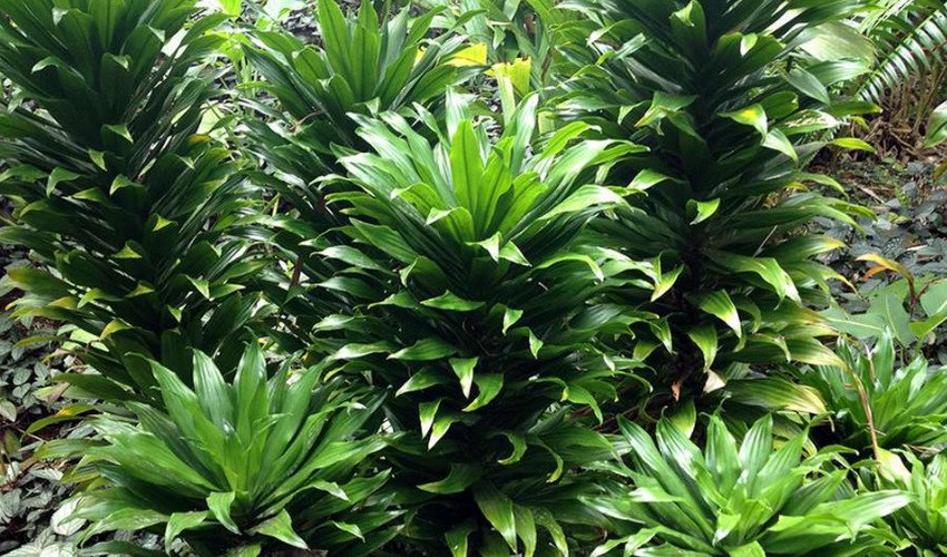 Драцена Компакта