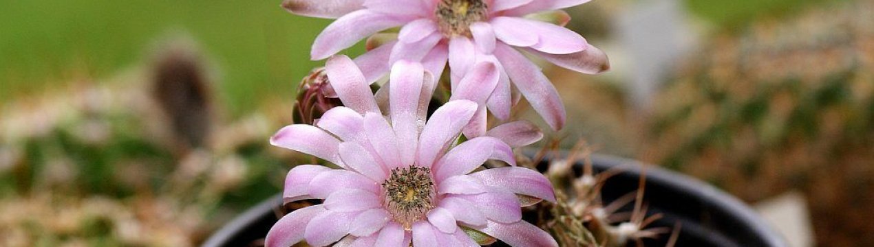 Гимнокаліциум: опис кімнатного рослини і догляд в домашніх умовах