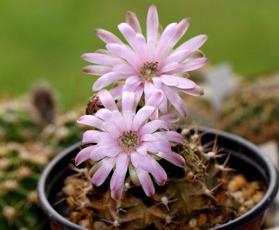 Гимнокаліциум: опис кімнатного рослини і догляд в домашніх умовах