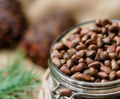 Як висушити і зберегти кедрові горішки в домашніх умовах