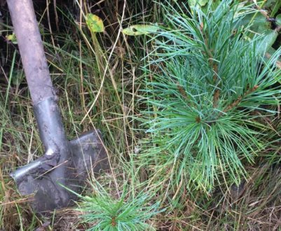 Пересадка кедра: основные правила и практические рекомендации