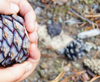 Як швидко почистити кедрову шишку