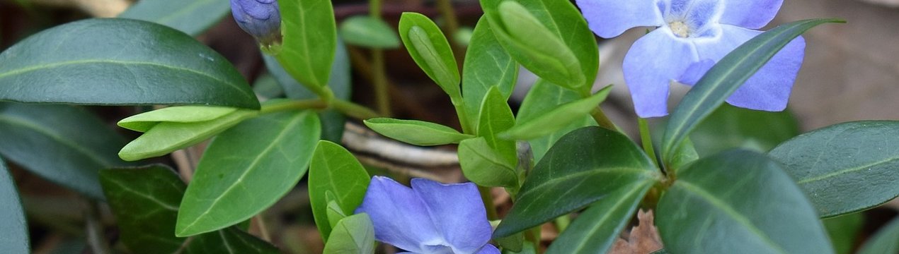 Дрібності посадки та догляду за барвінком