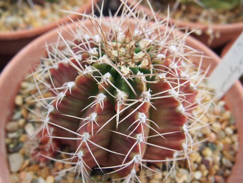 Гимнокаліциум голий