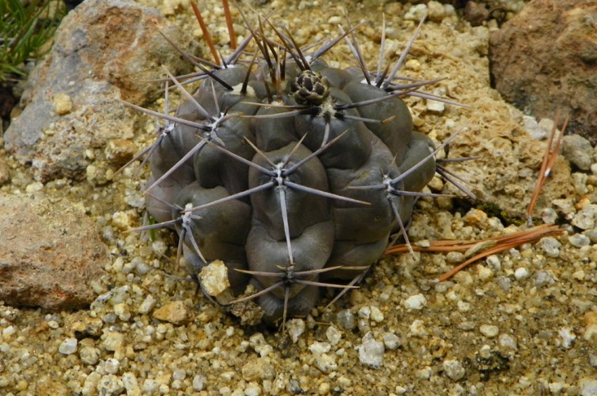 Гимнокаліциум горбатий